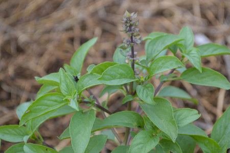 sweet basil tree in vegetable gardenの写真素材