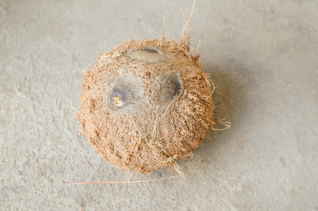 dry coconut shell on cement floorの写真素材