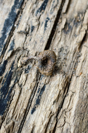 dry mushroom on wood barkの写真素材