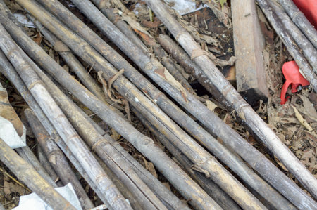 bamboo wood pole on the groundの写真素材