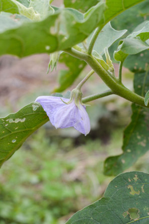 eggplant flower in gardenの写真素材
