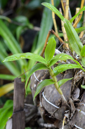 green orchid tree on wood poleの写真素材