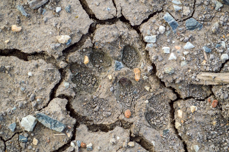 Dog footprint on the groundの写真素材