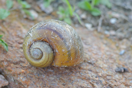 Channeled applesnail on the ground - Pomacea canaliculataの写真素材
