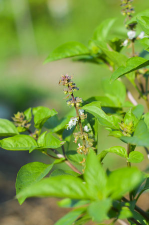 sweet basil tree in vegetable gardenの写真素材