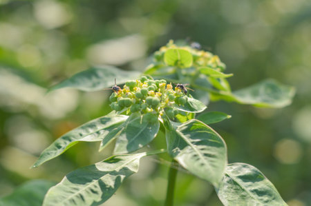 Painted spurge grass in gardenの写真素材