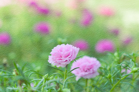 grunge pink Pusley flower in garden , Portulaca oleracea
