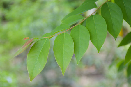 green star gooseberry leaves in garden