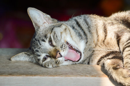 cat yawnの写真素材