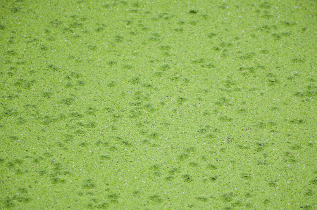 green duckweed texture