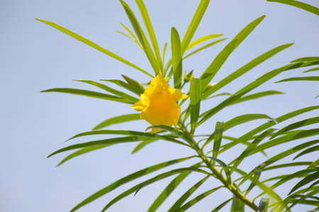 oleander flower tree in garden