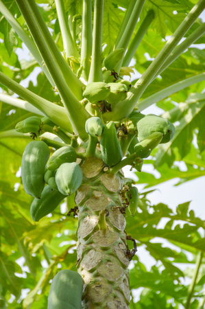 green papaya tree in vegetable garden