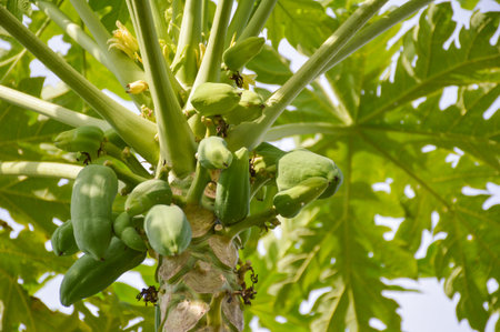 green papaya tree in vegetable gardenの写真素材