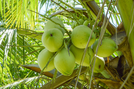 coconut tree in garden , Cocos nucifera
