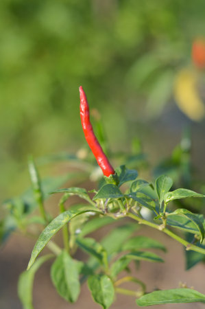 fresh chili tree in vegetable garden