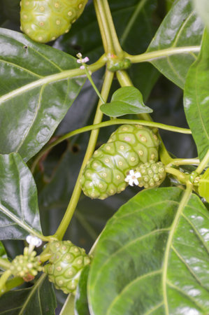 green Beach mulberry in garden , Morinda citrifolia L.の写真素材