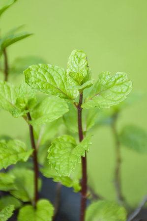 mint tree in garden , Metha cordifolia Opiz.の写真素材