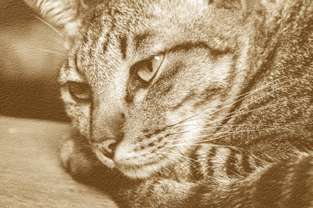 sepia color of tabby catの写真素材