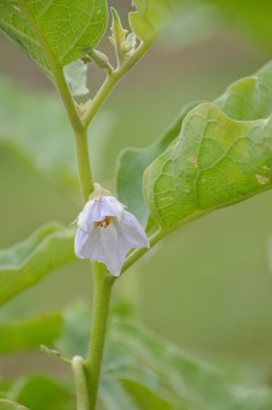 eggplant flower in vegetable gardenの写真素材