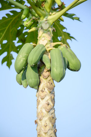 green papaya tree in vegetable gardenの写真素材