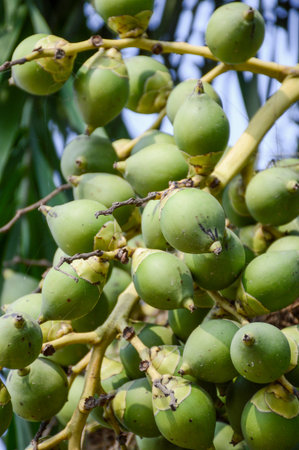 green palm seeds in nature garden
