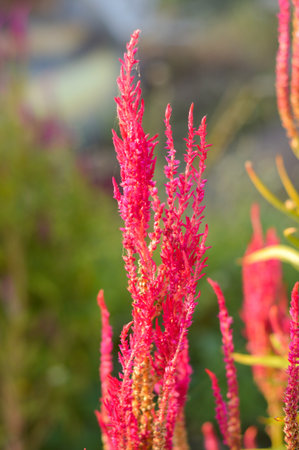 pink celosia flower in nature garden