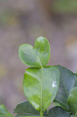 green kiffir lime leaves in garden, citrus hystrix DC.
