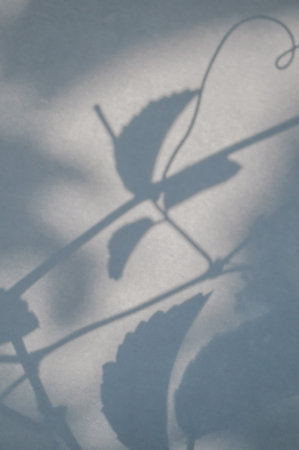 shadow ivy plantsの写真素材