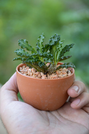 green cactus tree on man hand , dorstenia foetidaの写真素材