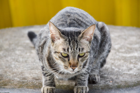 tabby cat on cement floorの写真素材