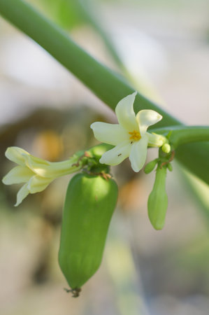 papaya flower in vegetable gardenの写真素材