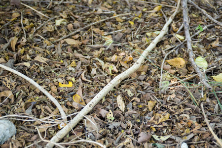 dry leaves on ground in autumn gardenの写真素材