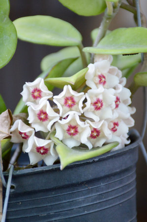 beautiful hoya flower in nature gardenの写真素材