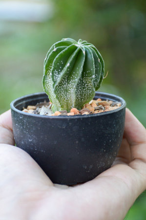 green cactus tree on girl handの写真素材