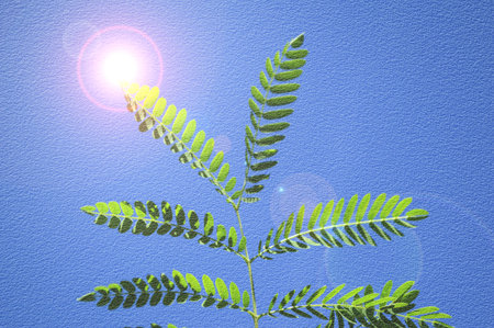 grunge acacia leaves and sunlightの写真素材