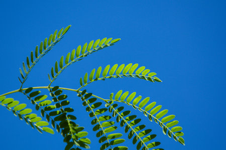 acacia leaves on blue sky , Acacia auriculiformis Cunnの写真素材