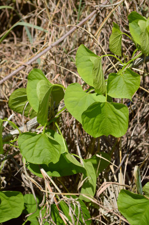 green ivy grass in country nature garden