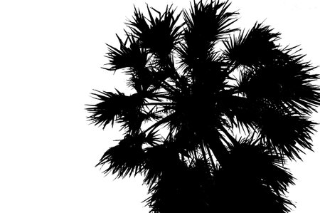 Black silhouette of single coconut palm tree isolated on white backgroundの写真素材