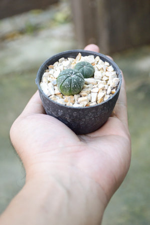 green cactus tree on man hand