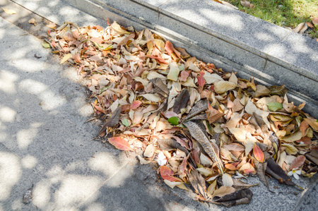 dry leaves on cement  floorの写真素材