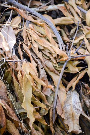 dry mango leaves in nature gardenの写真素材