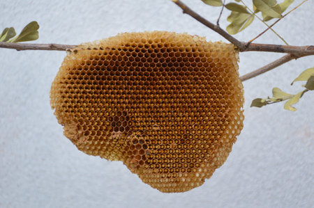 honeycomb on branch treeの写真素材
