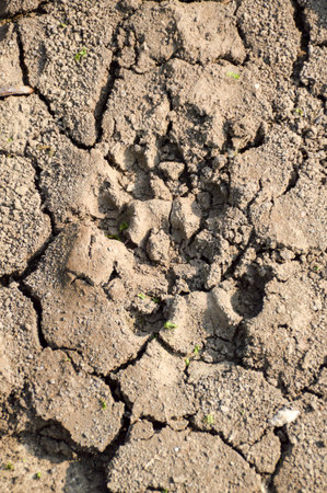 Dog footprint on the groundの写真素材