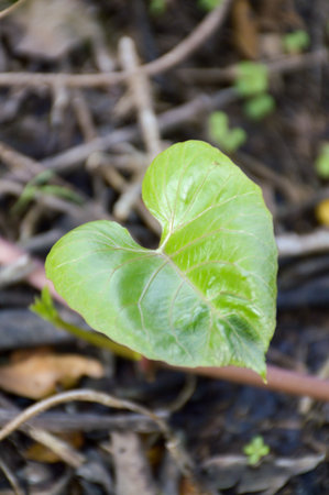 morning glory leaves in vegetable garden