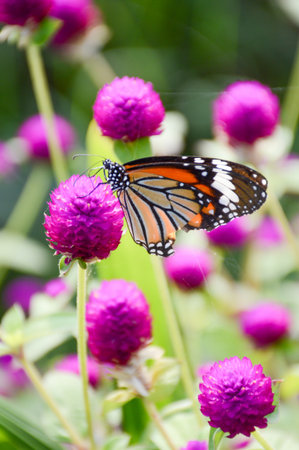 butterfly on flower in gardenの写真素材