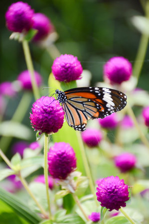 Butterfly on flower in the gardenの写真素材