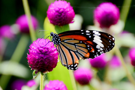 Butterfly on flower in the gardenの写真素材