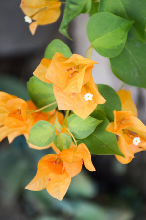 Paper Flowerの写真素材