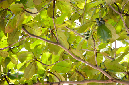 green of Tropical almond tree