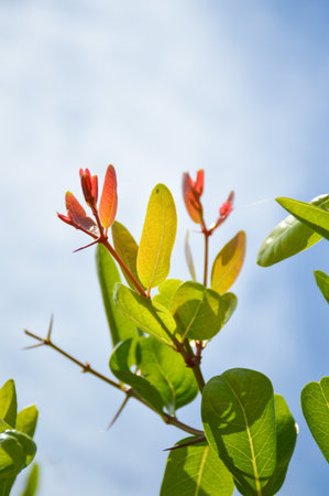 green carissa carandas branch tree in gardenの写真素材